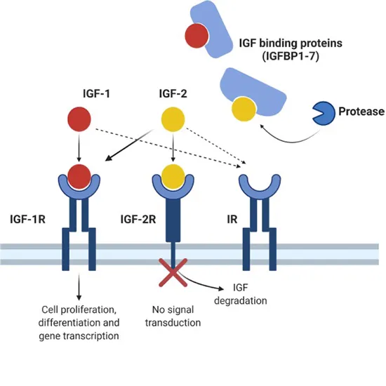 (IGF-1) Insulin-like Growth Factor 1 Panel Test